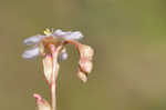 Pink sundew